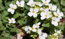 garden cress herb