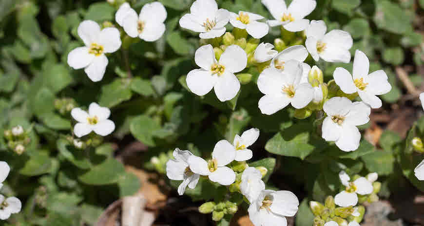 garden cress herb