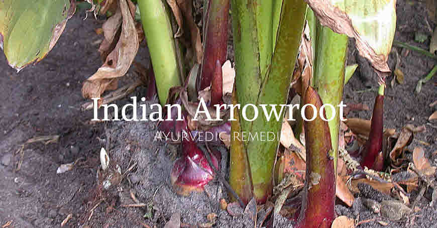 Indian arrowroot plant