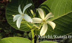 kutaj tree medicinal uses