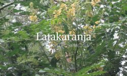 latakranjana tree