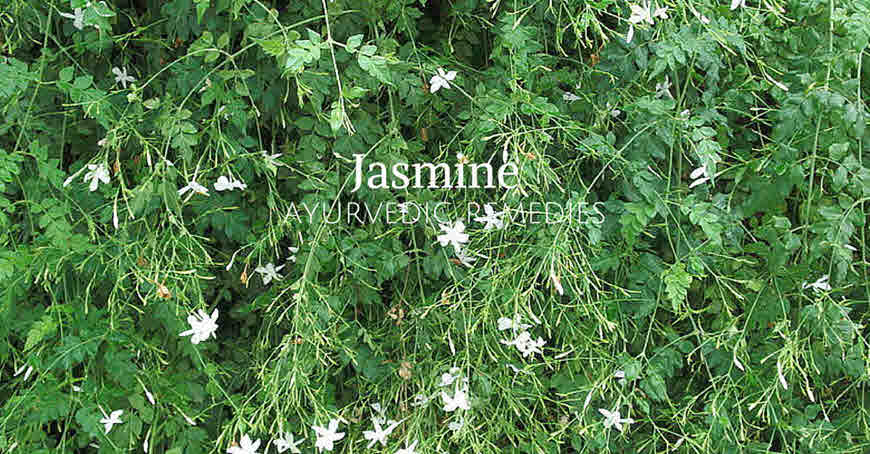 jasmin flower