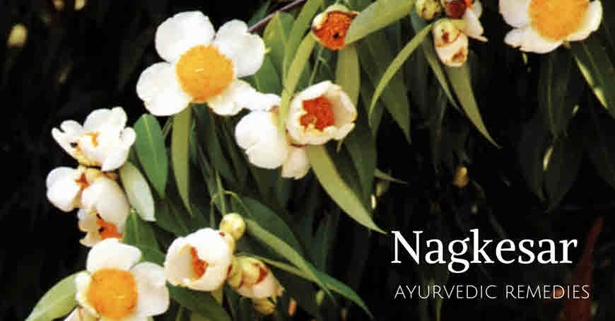 naagkeshr medicinal uses