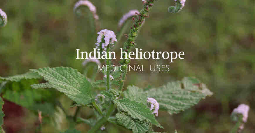 Indian heliotrope