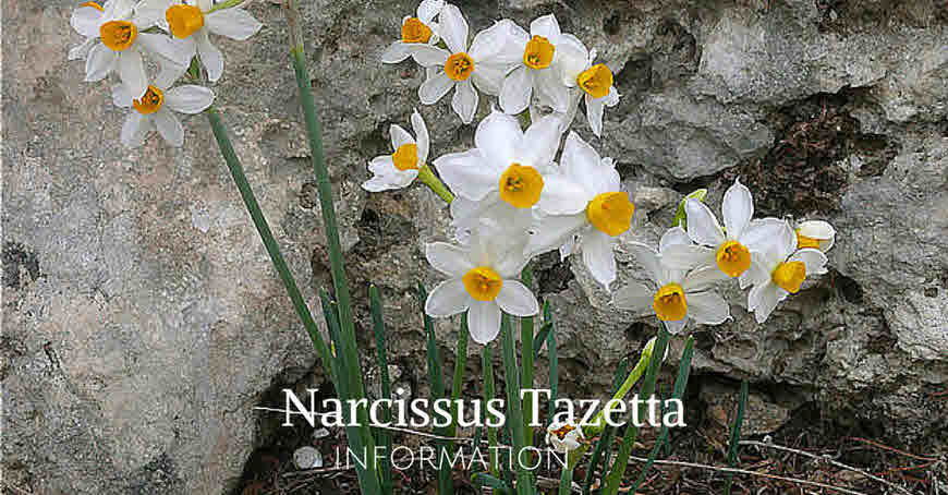 narcissus tazetta