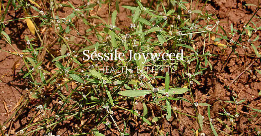 Joyweed medicinal uses