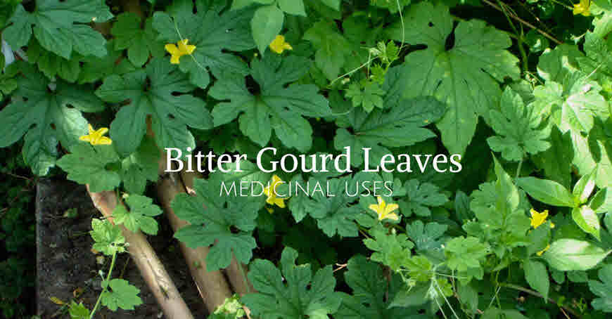 Bitter Gourd Karela Leaves Medicinal Uses Bimbima