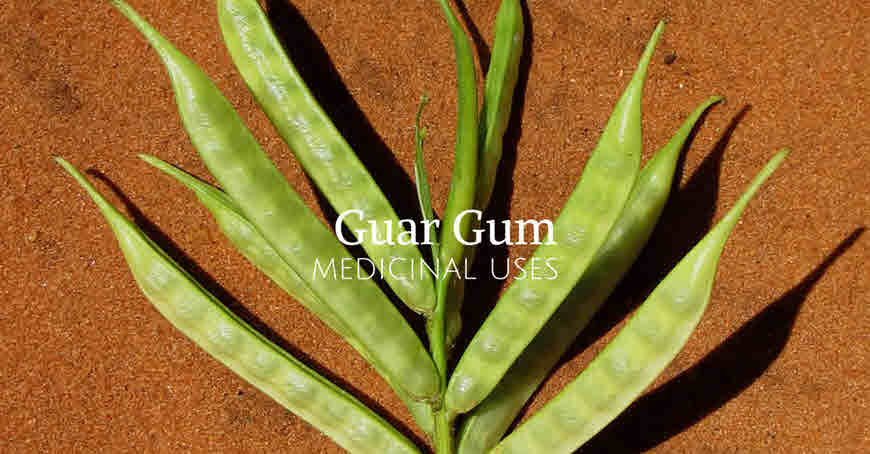 Gaur gum