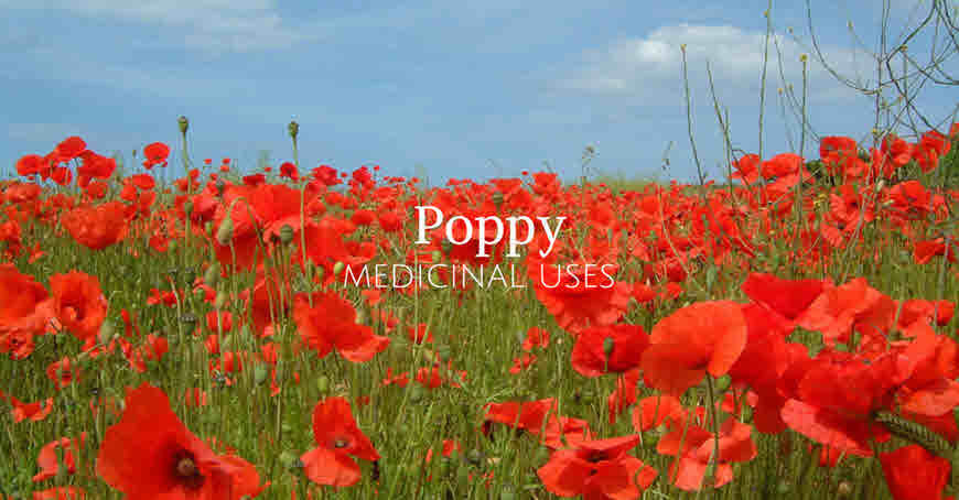 poppy plant