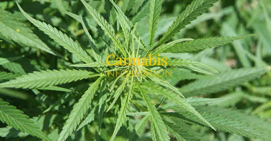 cannabis information