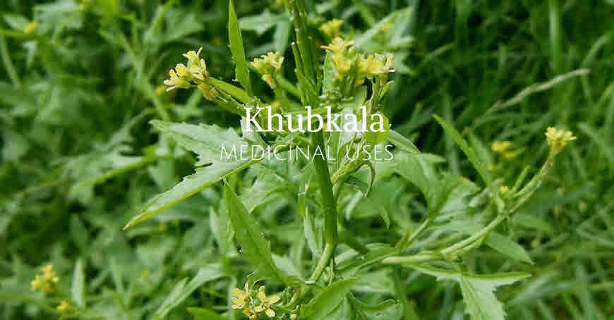 khoobkala medicinal uses