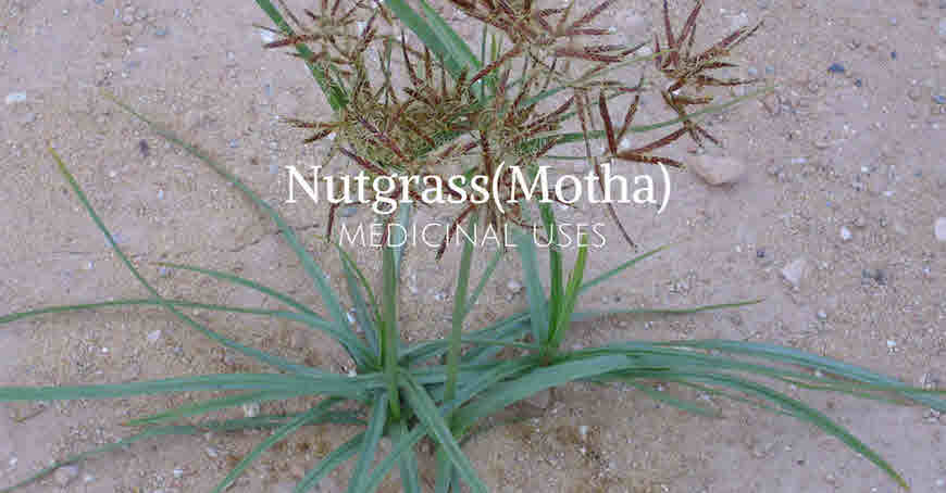 motha medicinal uses