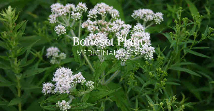 bonset herb