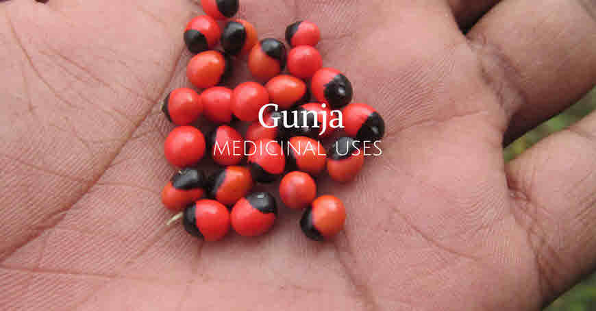 ratti seeds medicinaluses