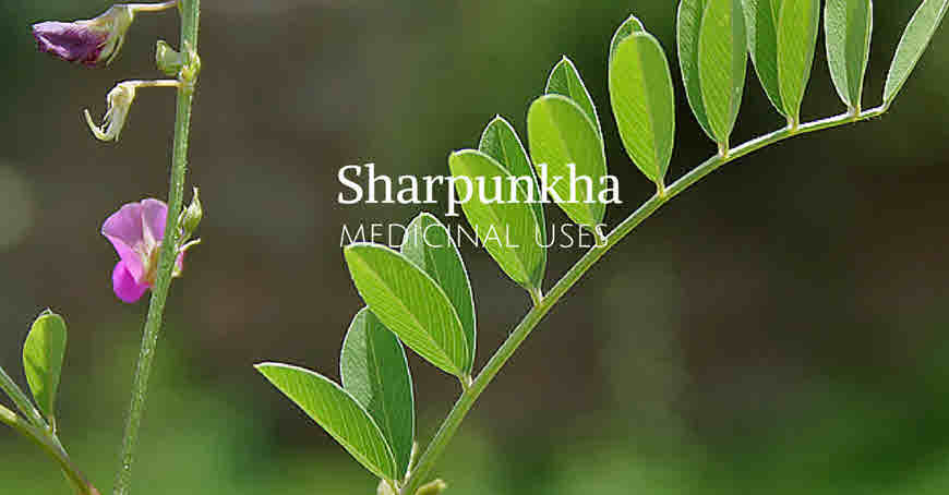 sharpunkha medicinal uses