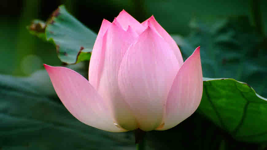 Kamal (Sacred Lotus) Information and Medicinal Uses bimbima