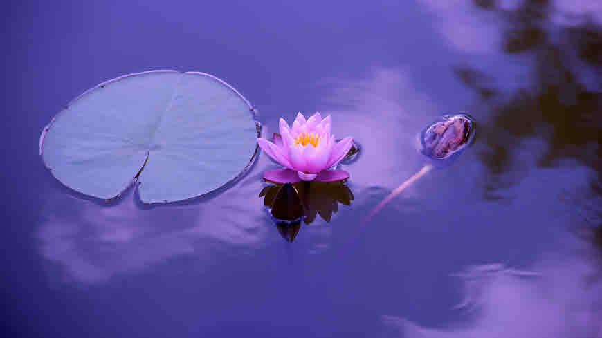 L Sacred Lotus Information And