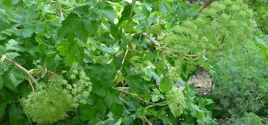 anjelica medicinal herb