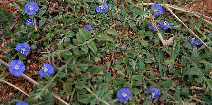 morning glory herb