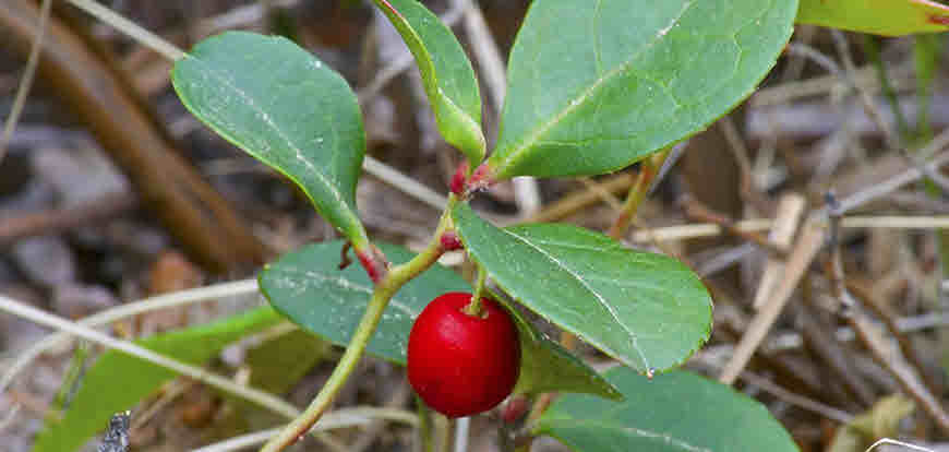 winter green medicinal uses