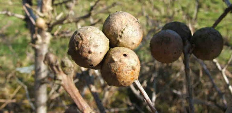 Majuphal (Oak galls) Information, Medicinal Uses and Side-effects - bimbima