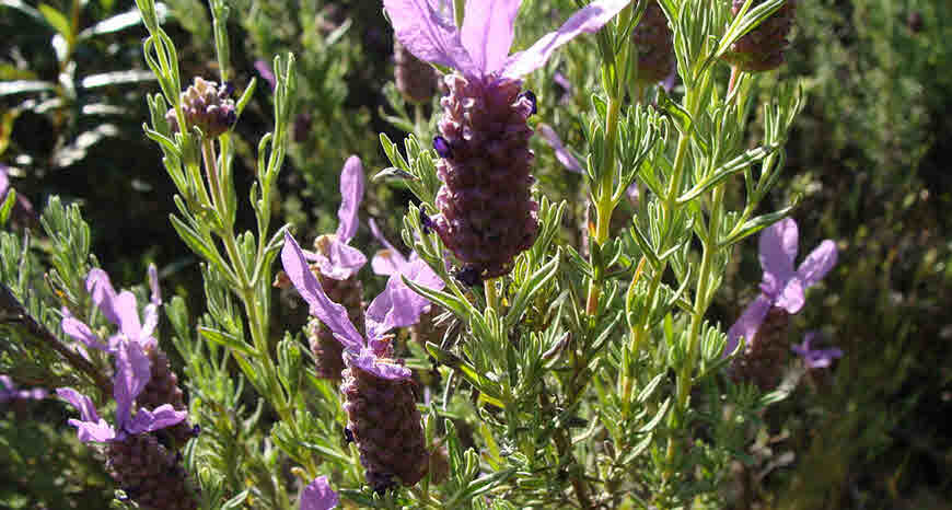 Ustukhuddus plant