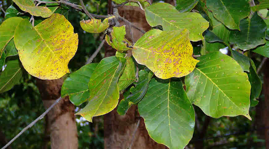 sal tree medicinal uses