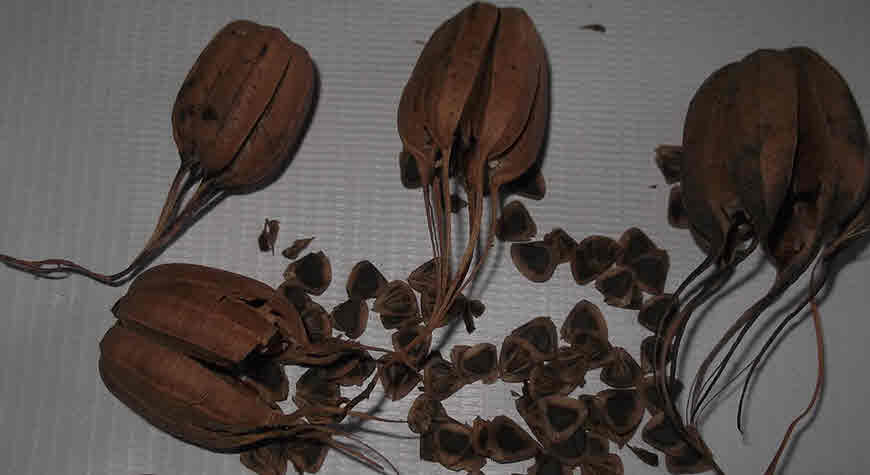indian birthwort ayurveda
