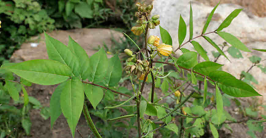 kasundi in ayurveda