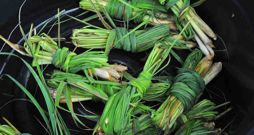 lemongrass plant care in hindi