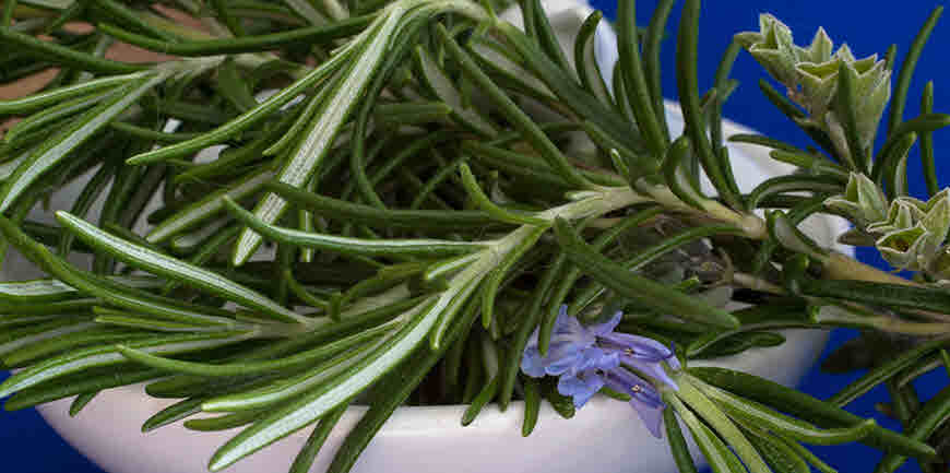 Rosemary Medicinal Benefits