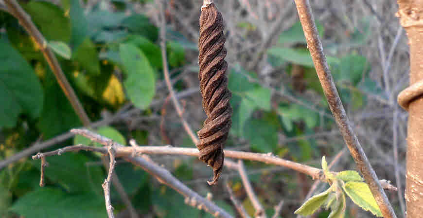marorphali medicinal uses