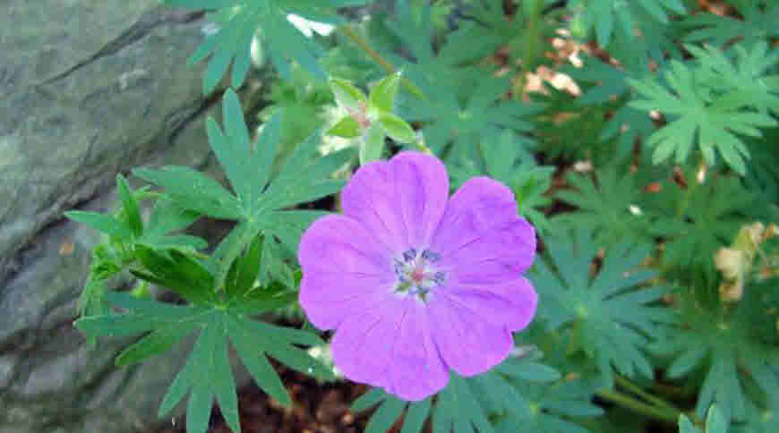 latkasturi