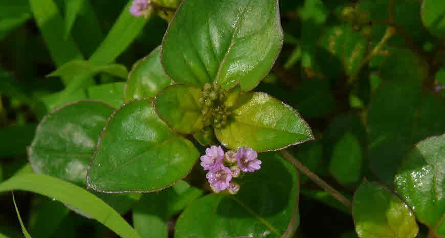 punarnava medicinal uses