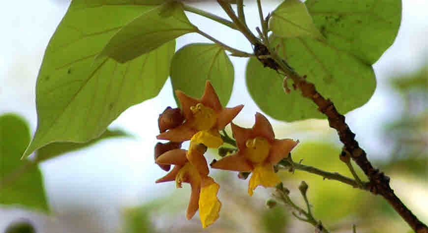 gambhari medicinal uses