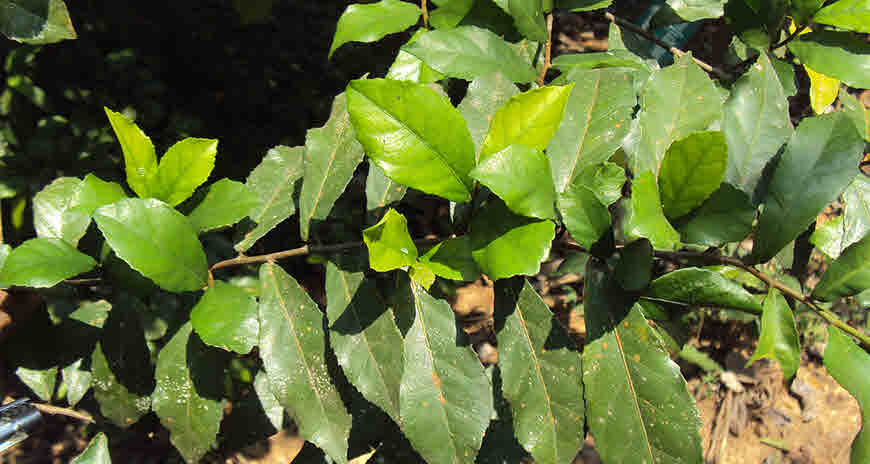 streblus asper medicinal uses