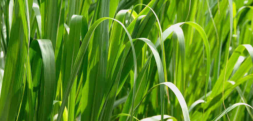 Palmarosa Grass Health benefits