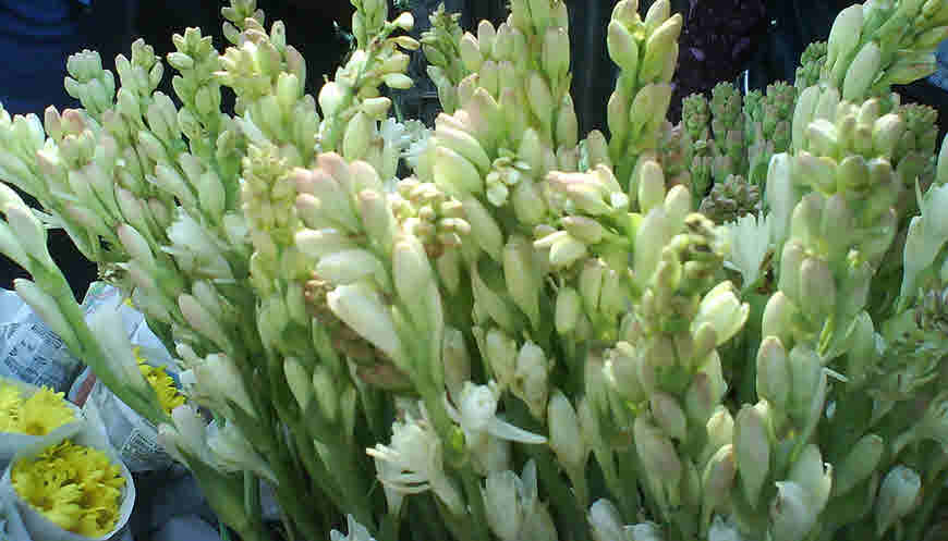 Rajnigandha Flower (Polianthes tuberosa) Medicinal Usage