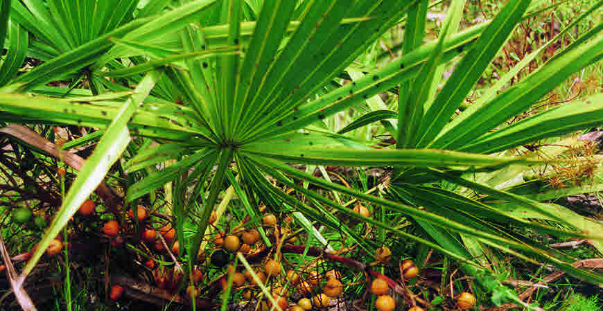 saw palmetto