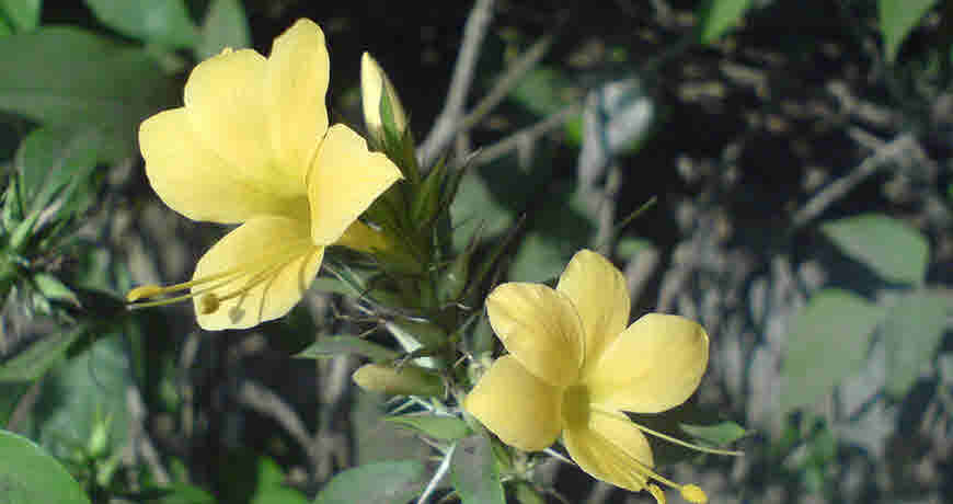 vajradanti plant