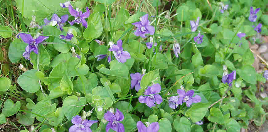 Banfsha (Viola odorata) Information, benefits, Warnings and More