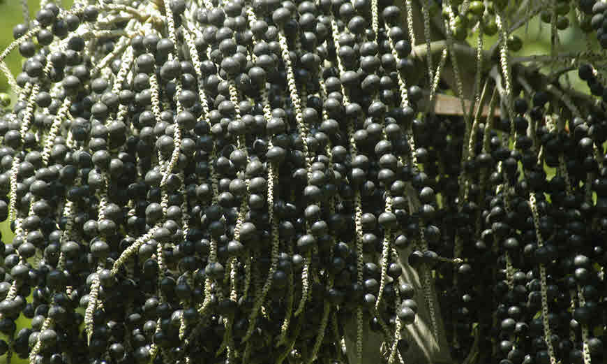 Acai berry benefits