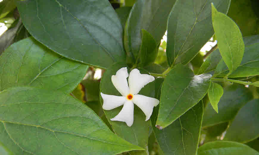 Parijat Harsingar (Night jasmine) Nyctanthes arbor-tristis Benefits, Indications, Dose and Side Effects