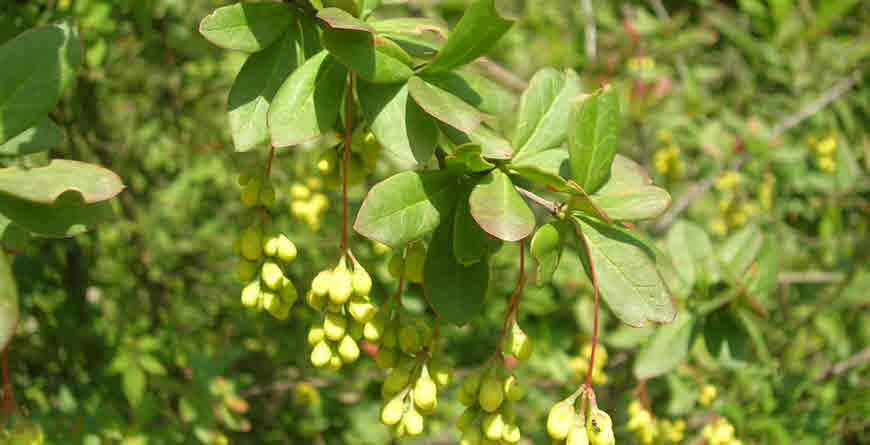 daru haldi