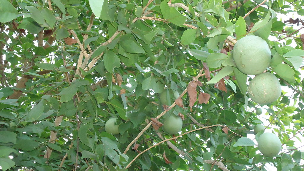 aegle marmelos