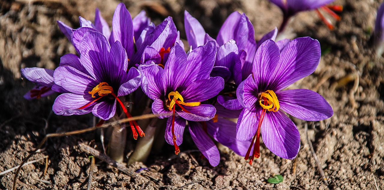 saffron